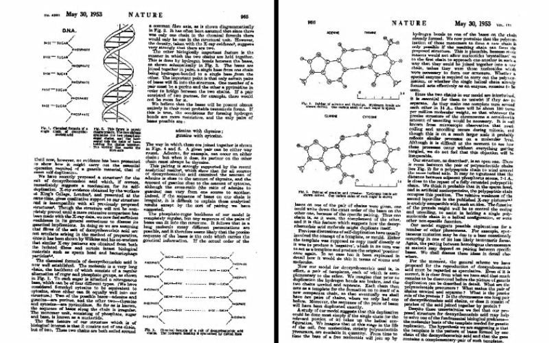 Selection from Watson’s and Crick’s 1953 article announcing their discovery of DNA’s double-helical structure