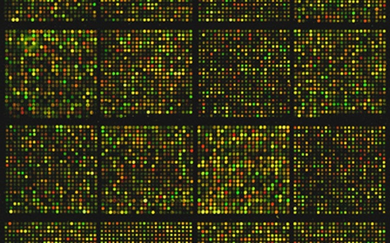 A mouse cDNA microarray containing approximately 8,700 gene sequences 